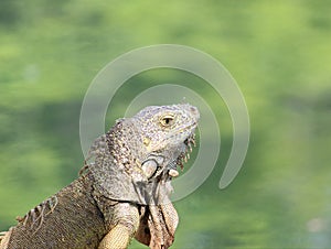 iguana, tropical climate animal with scaly skin in green colors