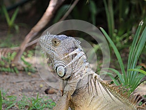 iguana, tropical climate animal with scaly skin in green colors