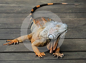 iguana, tropical climate animal with scaly skin in green colors