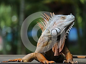 iguana, tropical climate animal with scaly skin in green colors