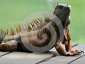 iguana, tropical climate animal with scaly skin in green colors