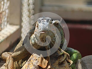 iguana, tropical climate animal with scaly skin in green colors