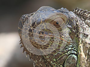 iguana, tropical climate animal with scaly skin in green colors photo