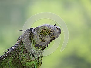 iguana, tropical climate animal with scaly skin in green colors photo