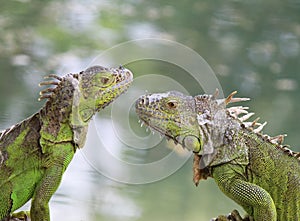 iguana, tropical climate animal with scaly skin in green colors photo