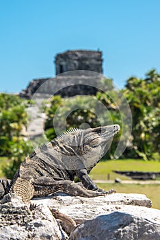 Iguana at Tulum Mexico