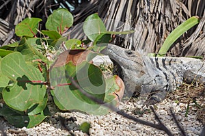 Iguana in Tulum Ruins