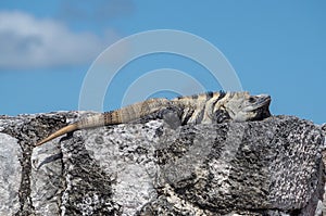 Iguana in Tulum Ruins