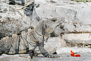 Iguana on Tulum ruins