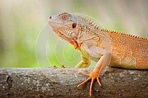 Iguana on twigs in tropical garden