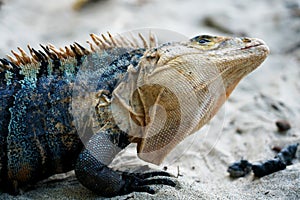 Iguana twisting its head and face detail