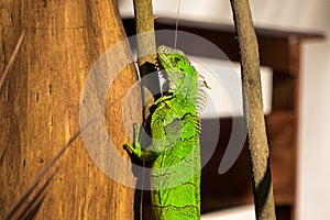 Green iguana climbing a tree photo