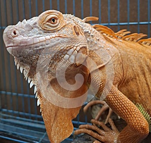 Iguana Waiting for Meal
