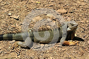 `Iguana` walking