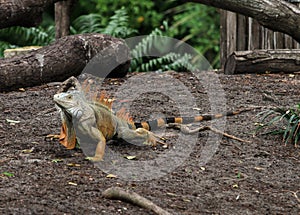 Iguana walking by a lake