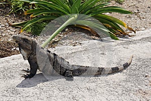 Iguana walking on pedestrians path in Punta Sur, Isla Mujeres, Mexico photo