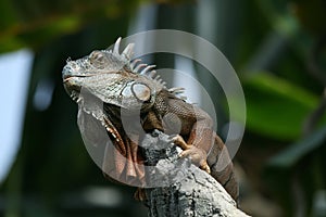 Iguana on the watch