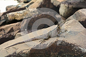 The iguana water dragon on the rocks on the beach in Byron Bay, Australia