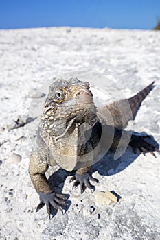 Iguana on white sand beach in Cayo Largo.