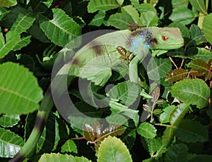 Iguana In The Wild