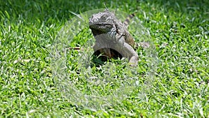 Iguana in the wild, endangered species