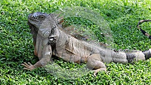 Iguana in the wild, endangered species