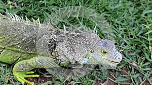 Iguana in the wild, endangered species