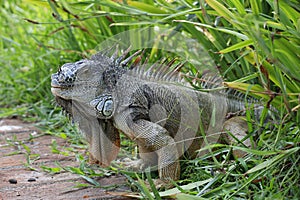 Iguana in the wild, endangered species