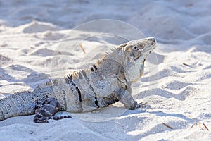 Iguana in the wild. Riviera Maya, Cancun, Mexico. Black spiny-tailed iguana, Black iguana, or Black ctenosaur. Ctenosaura similis.