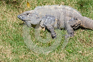 Iguana in the wild. Spiny-tailed iguana, Black iguana, or Black ctenosaur. Natural green grass background. Riviera Maya, Cancun, M