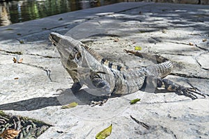 Iguana in wildlife. Cancun, Mexico