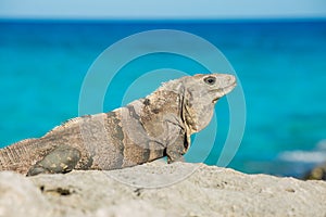 Iguana in wildlife. Cancun, Mexico