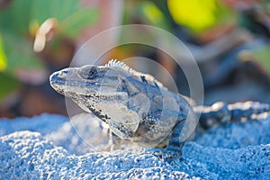 Iguana in wildlife. Cancun, Mexico