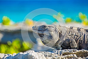 Iguana in wildlife. Cancun, Mexico