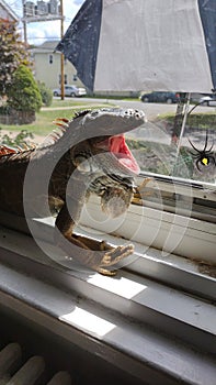 Iguana window yawning