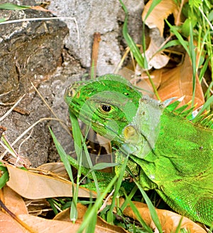 An iguana in the windward islands