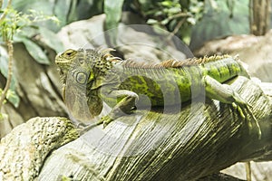 Iguana on a wood