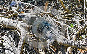 Iguana on wood Tulum ruins Mayan site temple pyramids Mexico