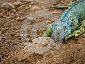 Iguana yellow, orange and green