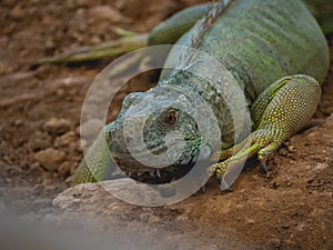 Iguana yellow, orange and green