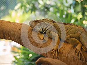 Iguana yellow, orange and green