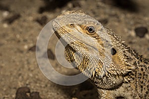 Iguana in zoo