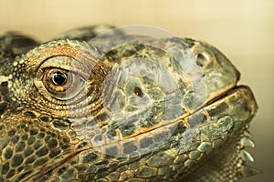 Iguana in zoo