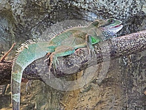 Iguana in the zoo, staring the spectator.