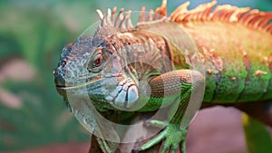 An iguana in a zoo terrarium or at home. genus of herbivorous lizards.