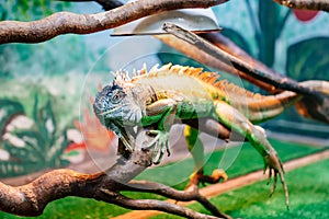 An iguana in a zoo terrarium or at home. genus of herbivorous lizards.