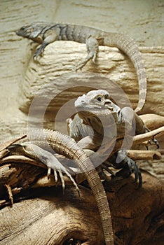 Iguanas photo