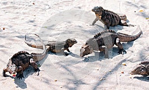 Iguanas