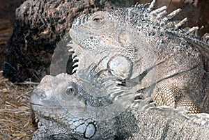 Iguanas