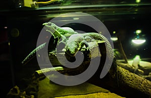 Iguanas in the aquarium